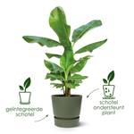 greenville round 30cm blad groen